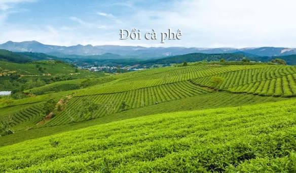 cà phê cầu đất đà lạt
