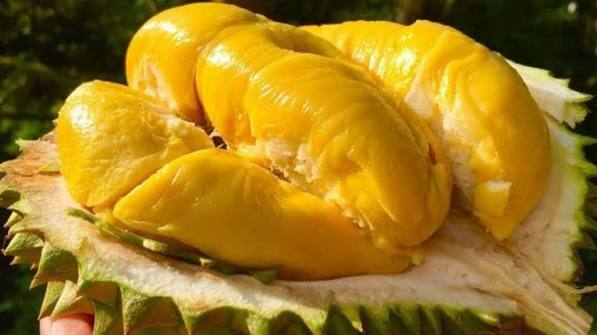 sầu riêng musang king