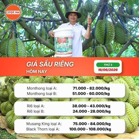 giá sầu riêng monthong hôm nay
